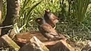 Maina Rupi birds bathing on small mud pot on extreme hot day #birds #maina @countrysidevillagelife