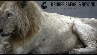MOST Famous Lion In Kruger, Casper! Casper The White Lion, Stunning Encounter! Kruger National Park!