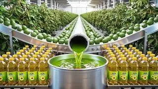 How They Make Avocado Oil: The Complete Factory Process (Step-by-Step)