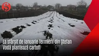 La  sfârșit de ianuarie fermierii din Ștefan Vodă plantează cartofi