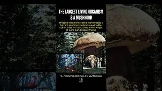 The Largest Living Organism On Earth!