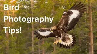 How To Photograph Birds In Flight - GREAT tips from Jari Peltom&auml;ki