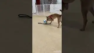 ザクロ 【雑種犬】