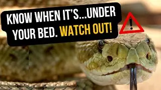 6 Clear Warning Signs You Might Have a Snake in Your House | HOW to Find It!