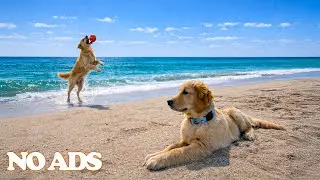 12 Hours of Calming Music for Dogs 🎵 Stress & Anxiety Relief for Dogs 🐶 Relaxing Music for Sleep