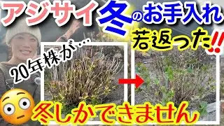 【冬の手入れでアジサイ株は見違える✨】花付き激変を狙うなら今‼️冬しかできない重要作業✨害虫予防・蒸れ対策・枝の若返り・あえて根を切る⁉️20年放置アジサイを一瞬で若返らせます🤗【ガーデニング】