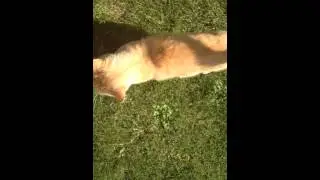 cool cat playing nice