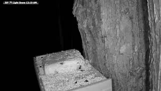 Live Bird & Deer Feeder: Wildlife Feeding Frenzy at McCaslin Brook | Nicolet Forest 24/7