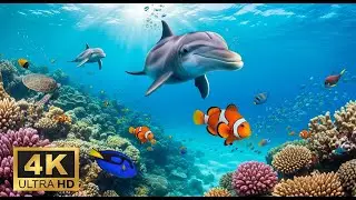 🐠 Stunning Coral Reef 4K &ndash; Relaxation Music with Beautiful Underwater Life