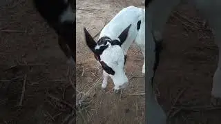 this is cow  child very nice picture #bhojpuri #song