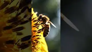🌸 Busy Bee at Work | Nature Close-Up #shorts