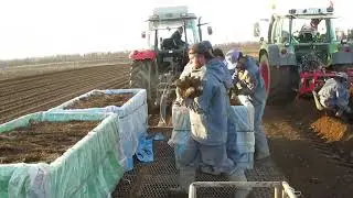 帯広　和田農園　長芋収穫作業