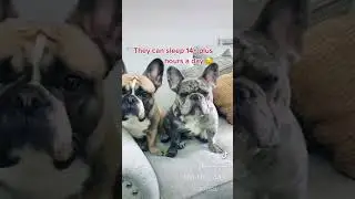 Facts 🥳 #statenisland #bulldog #frenchbulldogworld #frenchie #tiktok #newyork#dog #puppy #french