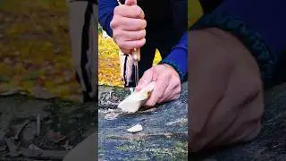 Der Bushcraft Dog 🗡   Feathesticks🔥