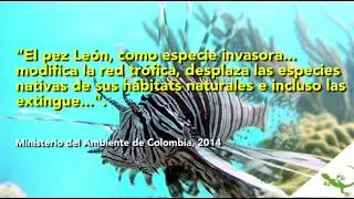 Bi&oacute;logos crean joyas con pez Le&oacute;n para combatir su invasi&oacute;n en el Caribe colombiano
