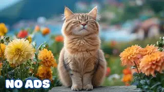 12 Hours Safe Space Music for Cats 🐈 Soothing Tones to Reduce Anxiety ♬ Relaxing Music for Cats
