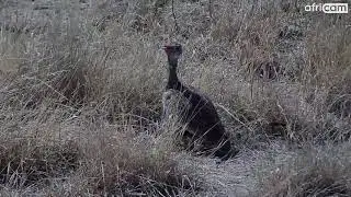 Northern Black Korhaan at Kamfers Dam