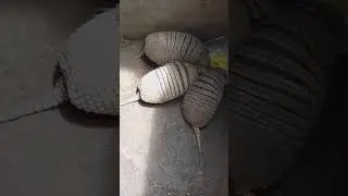 Tatu peba alimenta&ccedil;&atilde;o