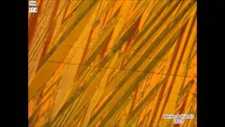 CuAlNiMn - displacement of fiducial marks by martensitic transformation