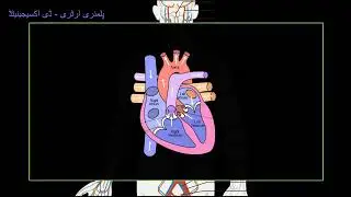 Circulatory system and the heart  | Human anatomy and physiology  |  Khan Academy Urdu