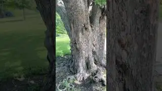 City Squirrels of Chicago 🌆🐿️ / USAdni