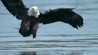 AGUIA AMERICANA CA&Ccedil;ANDO SALM&Atilde;O