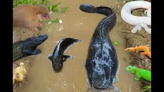 Unexpected! Pulling a Big Catfish from a Hole Full of Fish & Turtles