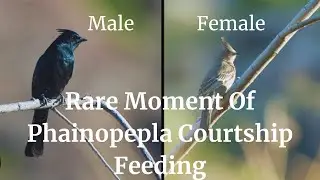 Rare moment of Phainopepla&rsquo;s Courtship Feeding