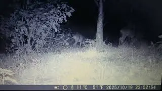 WILDKAMERA IM GARTEN. 2 REHE. SCH&Ouml;NE AUFNAHME 😀👍