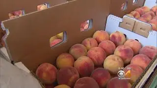 This Year's Palisade Peaches Are The Best In A While