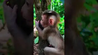 The monkeys are playing happily together. #happiness#monkey #love #animals #zoo #art #nature #cute