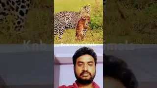 Antelope vs leopard #trending #animals #antelope #leopard #shorts #ytshorts #viral short