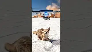 🦊 Fennec Fox's Desert Encounter: A Drone's Curious Gaze#FennecFox #DesertLife #WildlifeEncounter #Na