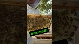 How To Kill Wax Moths! What&rsquo;s Killing your Honey Bees! #honeybees #homesteading