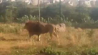 Moroccan lion Atlas live from Sindibad
