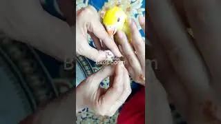 #how #to #wear #ring #in #birds #leg