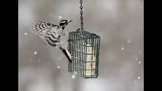 Winter birding and how to travel the world to see new species