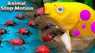 Rainbow Fish Feeding Time  Animal Stop Motion | Stop Motion animation
