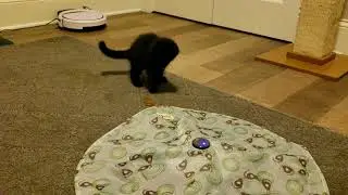 Two Kittens Playing With a Petlinks Mystery Motion Toy