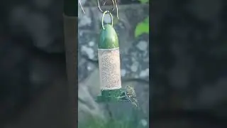 Siskin eats sunflower hearts #ukbirds