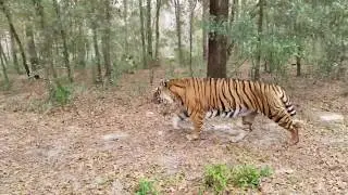 Zoey the tiger playing at Forest Animal Rescue