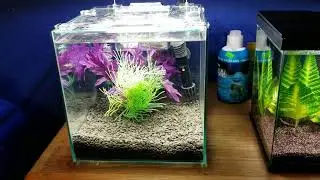 Top Fin Shrimp And Plant Oasis Intial Impressions