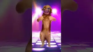 Doggidog
