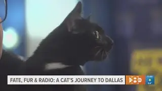 Dallas morning radio show welcomes one special cat from Hawaii