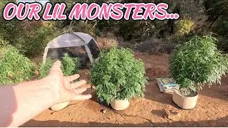 DAME'S PLANTS ARE HUGE!!! - OUTDOOR SEASON 2 EP27
