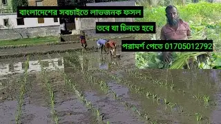 01705012792 কচুর চারা রোপন পদ্ধতি #কচু গাছের পরিচর্যা কচু গাছের সার প্রয়োগ কচু গাছে কি কি সার 