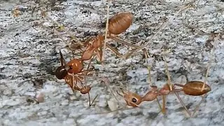 weaver ants  fight yellow crazy ants (full on battle)