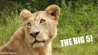 The Big 5 - World Animal Day 2020