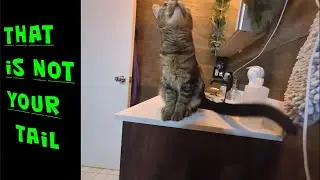 That's Not Your Tail