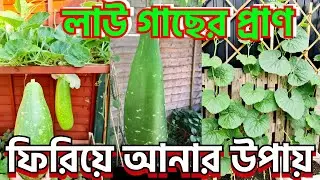 1.5 Litter চা পানি আমার লাউ গাছে আবার প্রাণ ফিরিয়ে দিলো How to apply tea water for lau plants, kodu